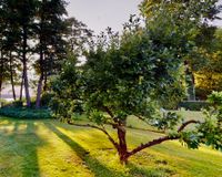 Garten vor dem Haus